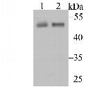 CD4 Antibody in Western Blot (WB)