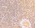 GAPDH Antibody in Immunohistochemistry (Paraffin) (IHC (P))