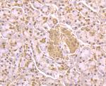 GAPDH Antibody in Immunohistochemistry (Paraffin) (IHC (P))