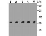 GAPDH Antibody in Western Blot (WB)