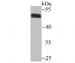 Estrogen Related Receptor alpha Antibody in Western Blot (WB)