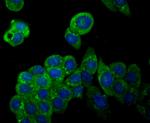 iNOS Antibody in Immunocytochemistry (ICC/IF)