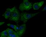 iNOS Antibody in Immunocytochemistry (ICC/IF)