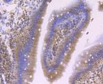 iNOS Antibody in Immunohistochemistry (Paraffin) (IHC (P))