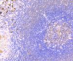 iNOS Antibody in Immunohistochemistry (Paraffin) (IHC (P))