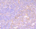 iNOS Antibody in Immunohistochemistry (Paraffin) (IHC (P))