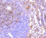 Iba1 Antibody in Immunohistochemistry (Paraffin) (IHC (P))