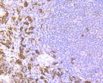 Iba1 Antibody in Immunohistochemistry (Paraffin) (IHC (P))