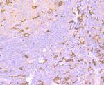Iba1 Antibody in Immunohistochemistry (Paraffin) (IHC (P))