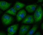 CXCR4 Antibody in Immunocytochemistry (ICC/IF)