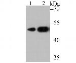CXCR4 Antibody in Western Blot (WB)