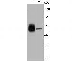Cytokeratin 8 Antibody in Western Blot (WB)