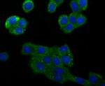 Raptor Antibody in Immunocytochemistry (ICC/IF)