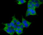 Raptor Antibody in Immunocytochemistry (ICC/IF)