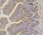 Raptor Antibody in Immunohistochemistry (Paraffin) (IHC (P))