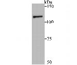 Raptor Antibody in Western Blot (WB)