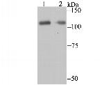 PARP1 Antibody in Western Blot (WB)