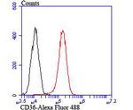 CD36 Antibody in Flow Cytometry (Flow)
