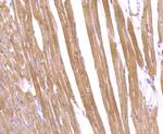 CD36 Antibody in Immunohistochemistry (Paraffin) (IHC (P))