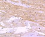 CD36 Antibody in Immunohistochemistry (Paraffin) (IHC (P))