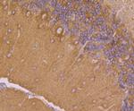 Dynamin 1 Antibody in Immunohistochemistry (Paraffin) (IHC (P))