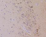 Dynamin 1 Antibody in Immunohistochemistry (Paraffin) (IHC (P))