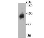 Dynamin 1 Antibody in Western Blot (WB)
