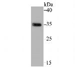EpCAM Antibody in Western Blot (WB)