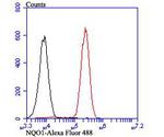 NQO1 Antibody in Flow Cytometry (Flow)
