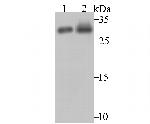 NQO1 Antibody in Western Blot (WB)