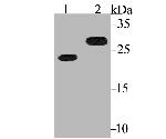Bcl-2 Antibody in Western Blot (WB)