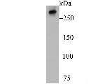 IP3 Receptor Antibody in Western Blot (WB)
