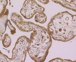 LOXL2 Antibody in Immunohistochemistry (Paraffin) (IHC (P))