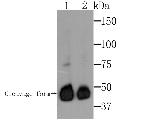 Mesothelin Antibody in Western Blot (WB)
