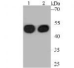 Cytokeratin 17 Antibody in Western Blot (WB)