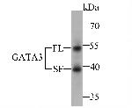 GATA3 Antibody in Western Blot (WB)
