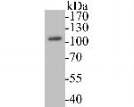Villin1 Antibody in Western Blot (WB)