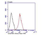 GAPDH Antibody in Flow Cytometry (Flow)