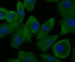 GAPDH Antibody in Immunocytochemistry (ICC/IF)