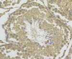 GAPDH Antibody in Immunohistochemistry (Paraffin) (IHC (P))