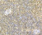 GAPDH Antibody in Immunohistochemistry (Paraffin) (IHC (P))