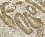 GAPDH Antibody in Immunohistochemistry (Paraffin) (IHC (P))