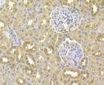 GAPDH Antibody in Immunohistochemistry (Paraffin) (IHC (P))