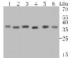 GAPDH Antibody in Western Blot (WB)
