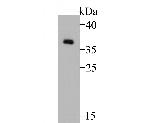GAPDH Antibody in Western Blot (WB)