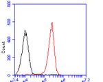 P2X7 Antibody in Flow Cytometry (Flow)