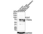 P2X7 Antibody in Western Blot (WB)