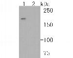 CD45 Antibody in Western Blot (WB)