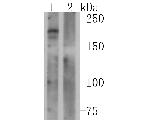 CD45 Antibody in Western Blot (WB)