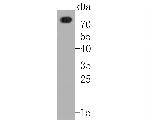 CD68 Antibody in Western Blot (WB)